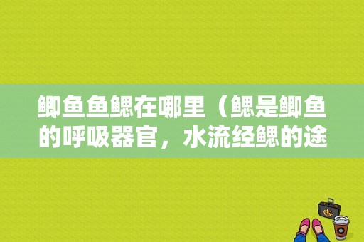 鲫鱼鱼鳃在哪里（鳃是鲫鱼的呼吸器官，水流经鳃的途径是）