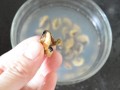 淡菜里面的毛怎么处理清洗小技巧,淡菜的肠胃在哪里图片