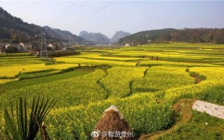 哪里菜花好（遵义周边观赏菜花到哪里）