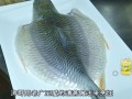深圳哪里有好吃的鱼（忘不了鱼广东哪里能吃到）