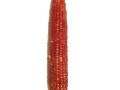 哪里要玉米（哪里要玉米芯）