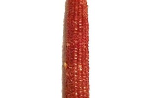 哪里要玉米（哪里要玉米芯）