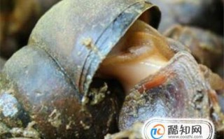 田螺哪里的最好（田螺钓什么鱼效果最好）
