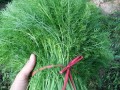 茴香苗哪里有（茴香苗哪里有卖）