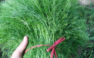 茴香苗哪里有（茴香苗哪里有卖）