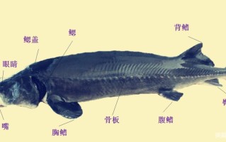 鲟鱼的鳞在哪里（鲟的鳞片是什么类型）