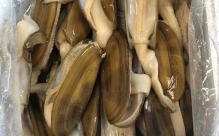 哪里适合养殖象拔蚌（哪里适合养殖象拔蚌呢）