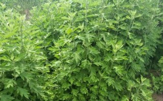全国各地哪里的艾草最好,全国艾草哪里最好