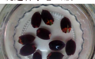 莲子圆哪里有（碗莲子从哪个位置开口）
