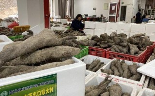 文成糯米山药哪里买（文成糯米山药批发）