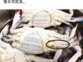 梭蟹怎么挑,梭子蟹哪里有
