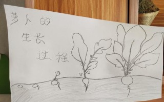 萝卜刀从哪里开始火起来的,萝卜萝卜在哪里原来躲在泥土里
