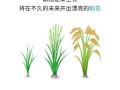 米是怎么样来的（米是怎么来的过程）
