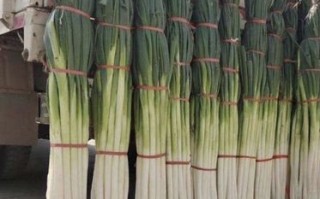 大葱哪里的好（章丘大葱哪个地方最正宗）