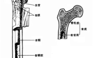 骨头哪里最有营养（骨头哪里最有营养价值）