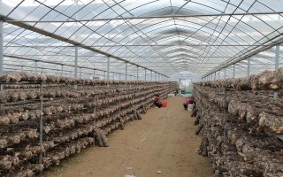 温州菌类养殖基地有哪些,哪里适合花菇养殖呢