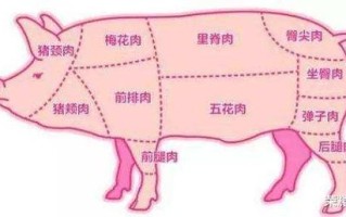 前槽肉是哪里（前槽后鞧怎么区分）