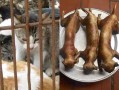 哪里吃猫肉（中国哪里吃猫肉）