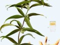黄精哪里的好（黄精哪里买的最正宗）