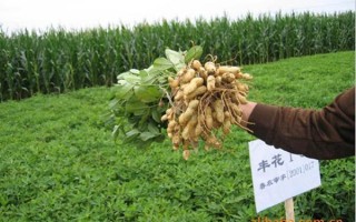 哪里的红花生最好（鲁花14全国排名第一的花生品种）