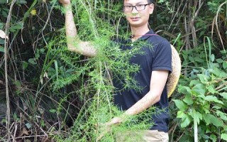 哪里的天门冬好（哪里的天门冬品质最好）