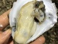 广东生蚝十大产地排名,广东生蚝哪里最好吃最出名