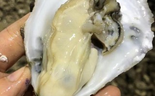 广东生蚝十大产地排名,广东生蚝哪里最好吃最出名