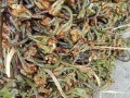 微菜是哪里（微菜是哪里）