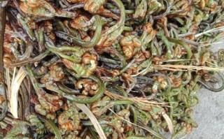 微菜是哪里（微菜是哪里）