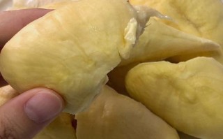 榴莲哪里不能吃（榴莲哪里不可以吃）
