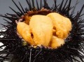 海胆三大产国,海胆哪里能吃