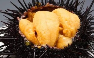 海胆三大产国,海胆哪里能吃