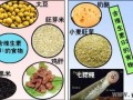 维生素b1从哪里补充（维生素B1B2B6B12怎么补充有哪些食物）