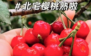 樱桃好吃哪里（北宅樱桃好吃还是山色峪樱桃好吃）