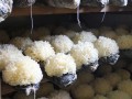 银耳从哪里长出来的（银耳从哪里长出来的图片）