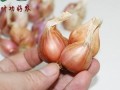 干葱头哪里有卖（干葱头哪里有卖的）
