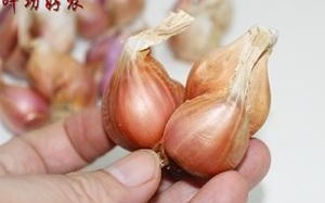 干葱头哪里有卖（干葱头哪里有卖的）