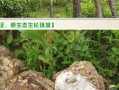 茯苓哪个产地的好,云南哪里的茯苓最好