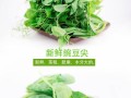 豆苗菜是哪里的（豆苗是甚么豆发的）