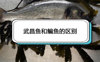 武昌鱼是哪里的鱼（武昌鱼是武昌湖的鱼吗）