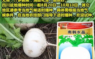水晶萝卜哪里有（水晶萝卜种子哪里找）