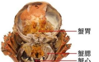 螃蟹蟹心在哪里（螃蟹的胃和心在什么位置）