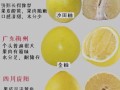 柚子哪里的好（柚子四大产地是哪里）