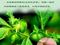 冰粉籽哪里