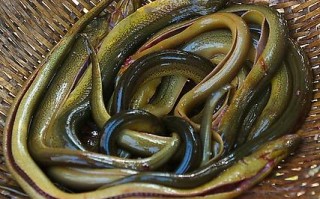 全国哪个地方的黄鳝最好吃,黄鳝哪里最好吃