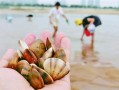 哪里有捞蛤蜊