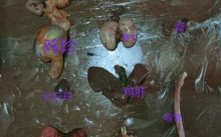 请问，鸡的“化石丹”到底是那一个器官,鸡的哪里是药材名称