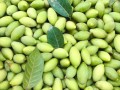 青橄榄哪里最好（新鲜橄榄哪个品种好吃）