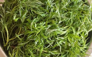 柳芽菜哪里（柳芽菜是什么菜）