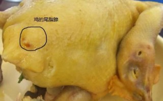 鸡身上的哪个部位不能吃,鸡哪里不能吃有毒